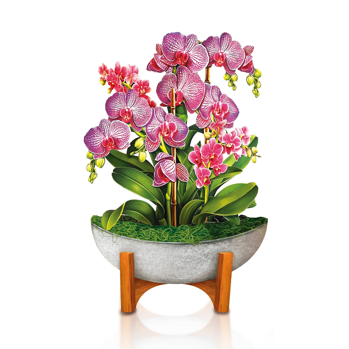 Mini Orchid Oasis