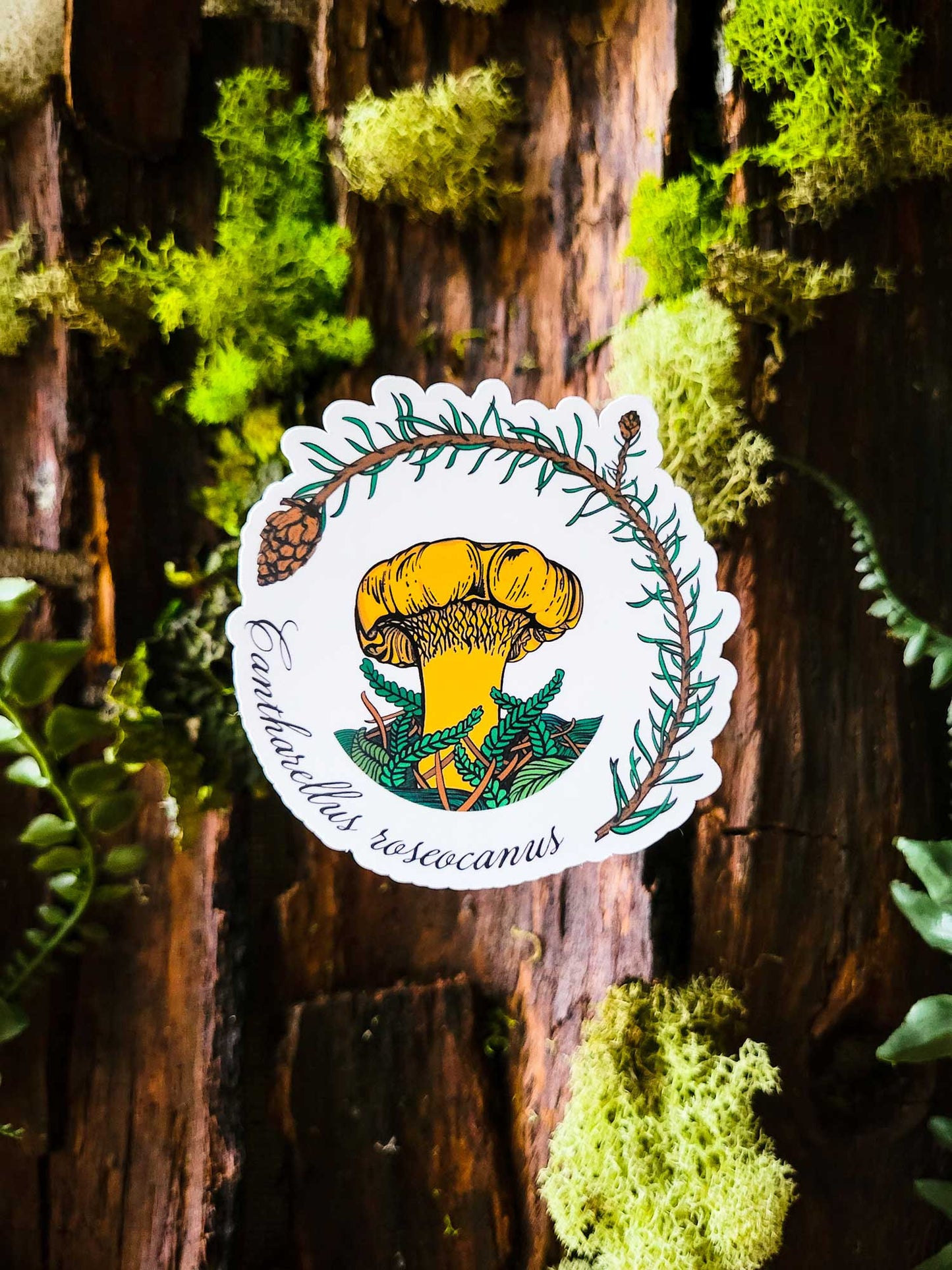 Cantharellus roseocanus | Realistic Mushroom Sticker