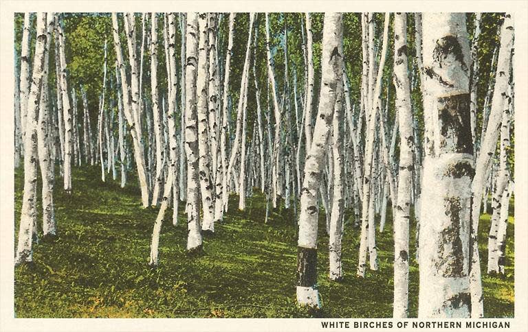 White Birches of Northern Michigan - Vintage Image, Postcard