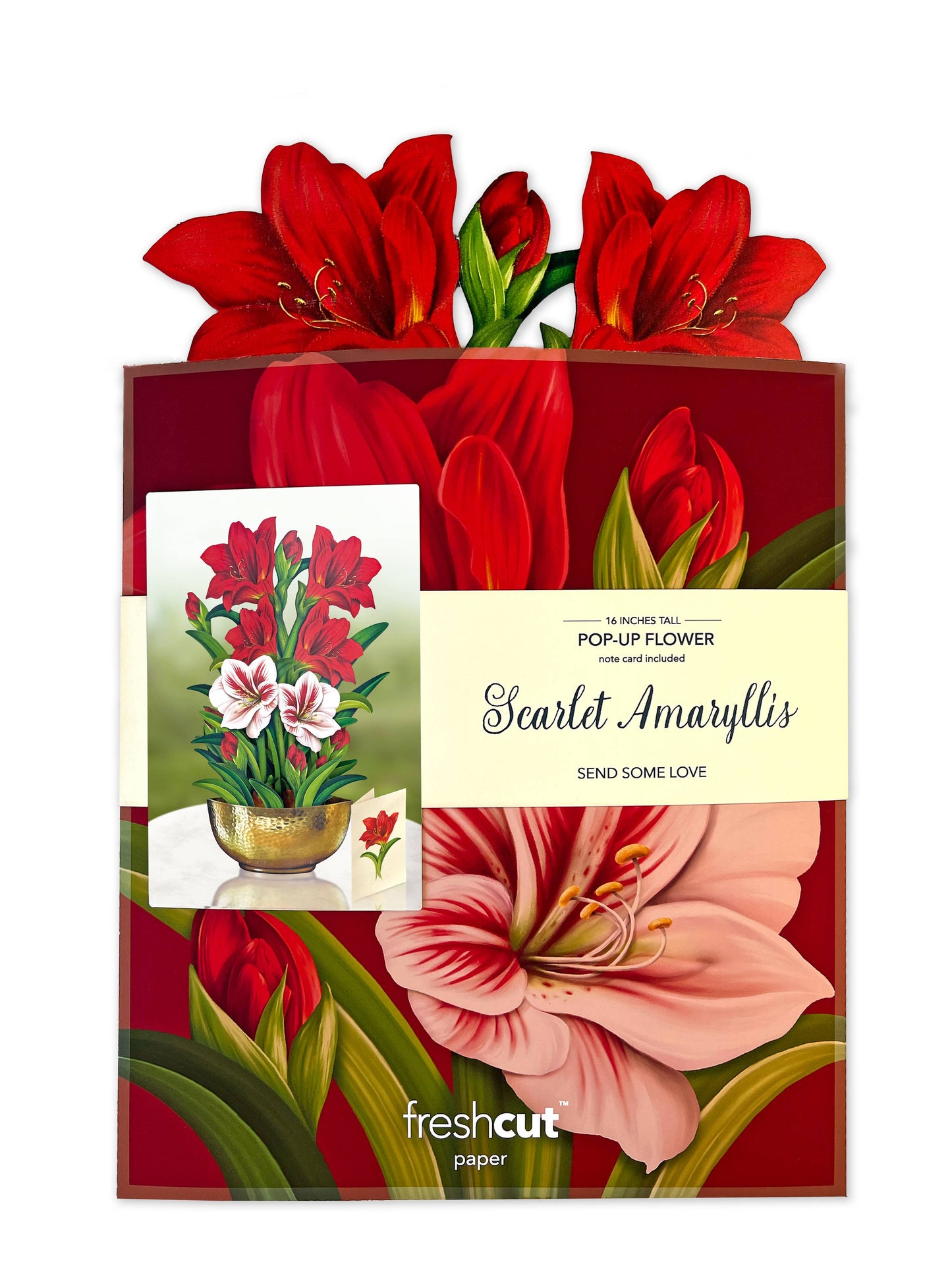 Scarlet Amaryllis Pop-up Greeting Card