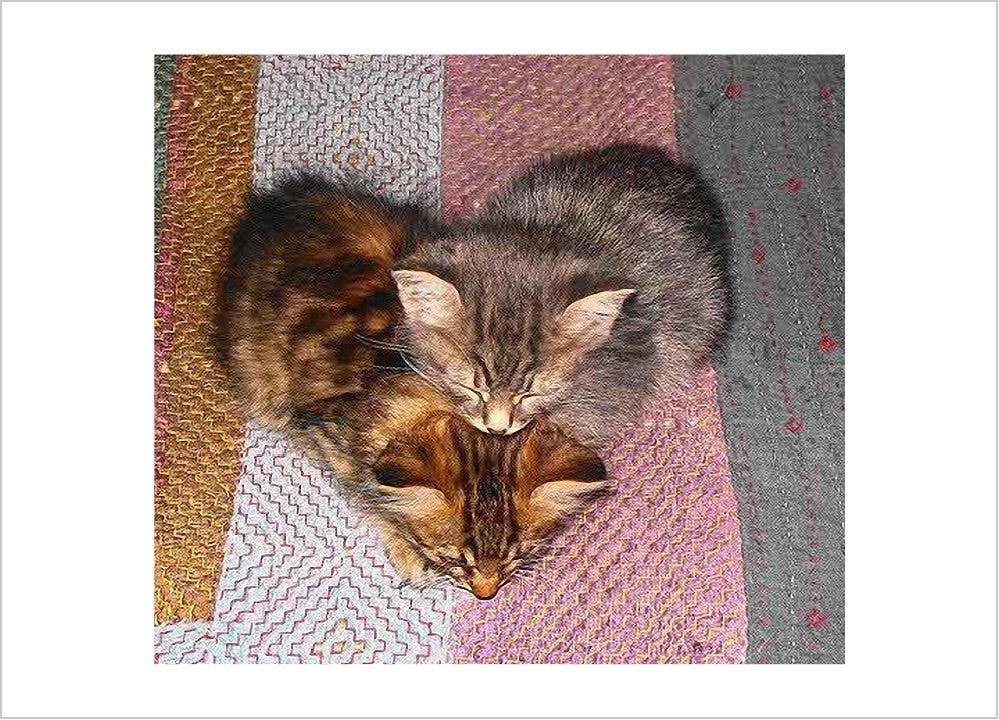 Kitten Heart Valentine Card